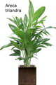 Areca Triandra